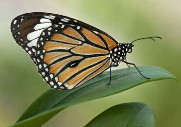 Rescatar a la mariposa monarca