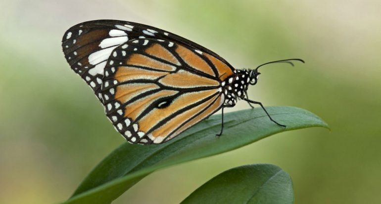 Rescatar a la mariposa monarca