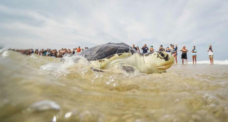 Salvar a las tortugas: fotografías del rescate de las tortugas marinas
