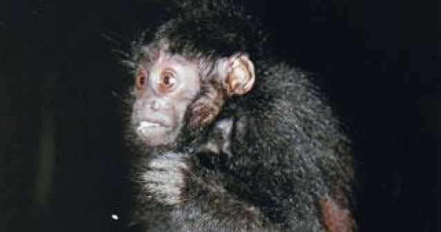 Se encuentra una nueva especie de mono en el remoto Amazonas