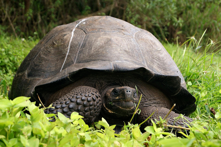 Se logra la tercera camada de tortugas gigantes en Galápagos