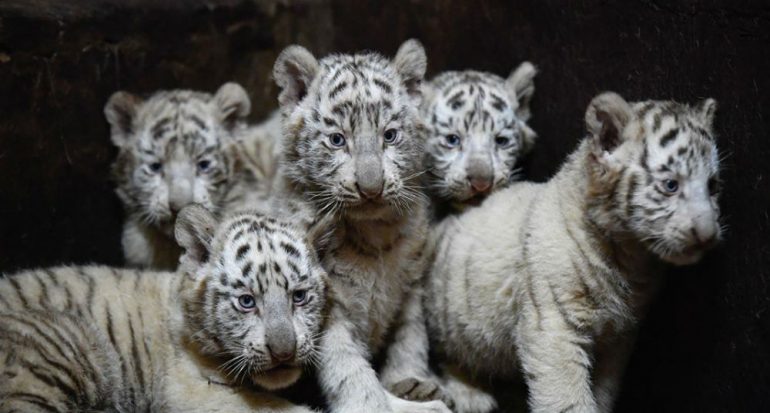 Seis tigres blancos nacieron en China
