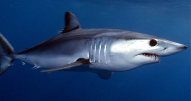 Tiburones y mantarrayas mediterráneas al borde de la extinción