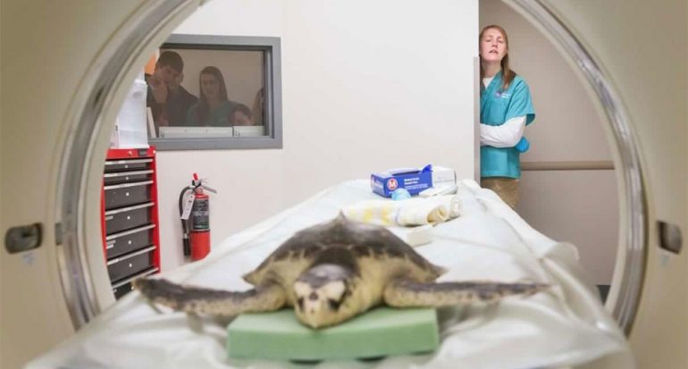 Tortugas en peligro: así se rescata a las tortugas marinas