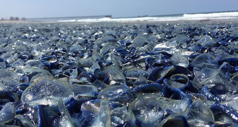 Un fenómeno natural pintó de azul una playa de México
