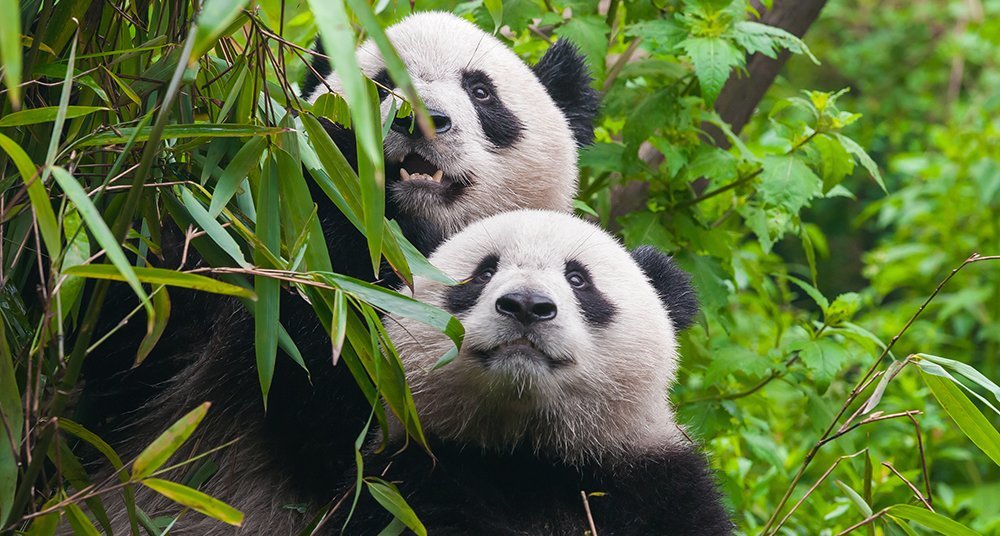 ¿cuánto Tiempo Llevan Los Osos Pandas Habitando La Tierra National