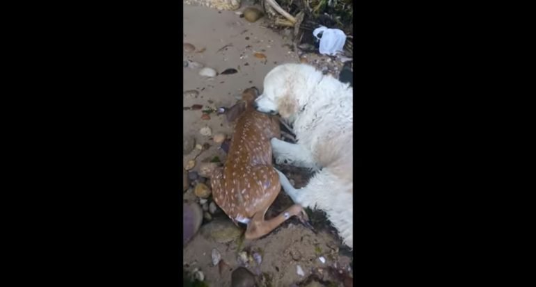 Un perro rescató a un pequeño venado de ahogarse