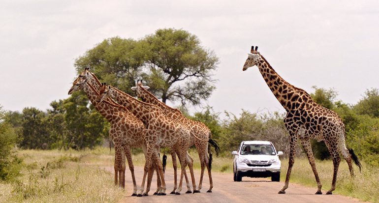Un safari en el Parque Nacional Krüger de Sudáfrica