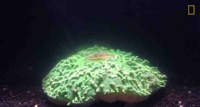 Un video perturbador muestra cómo un coral convulsiona al calentarse el mar