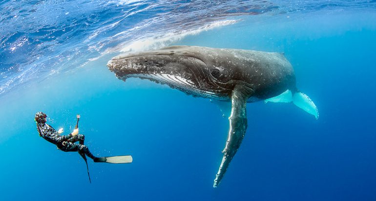 Una ballena protegió a una buzo del ataque de un tiburón