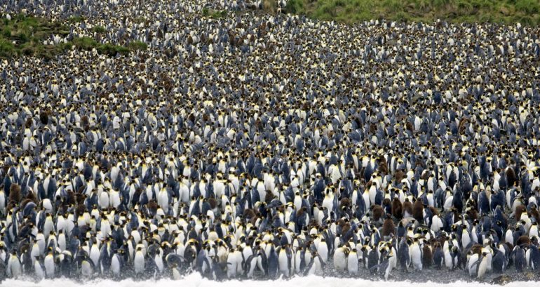 Una isla con 4 millones de pingüinos