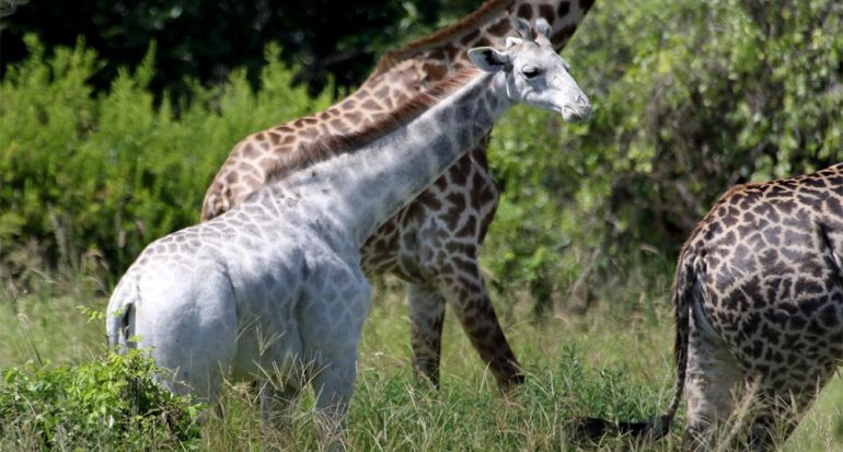 Una jirafa extremadamente rara