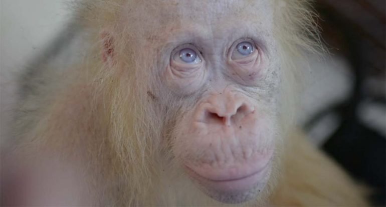 Una orangután albina es rescatada en Indonesia