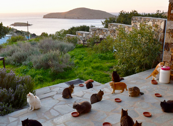 Una organización te paga por cuidar gatos en una isla en Grecia
