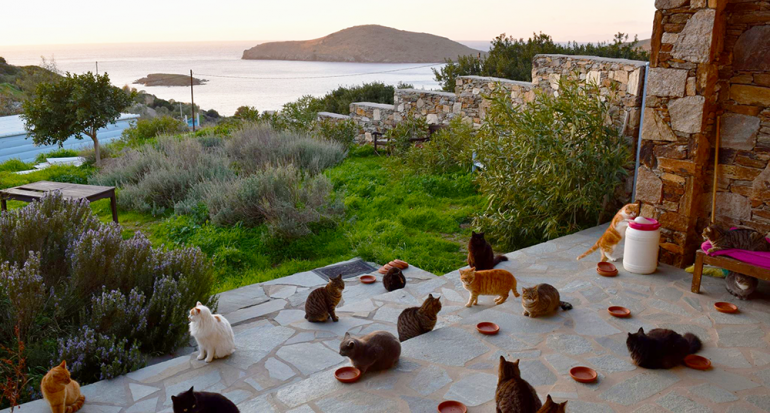 Una organización te paga por cuidar gatos en una isla en Grecia