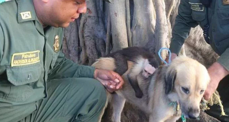 Una perra adopta a un mono abandonado recién nacido