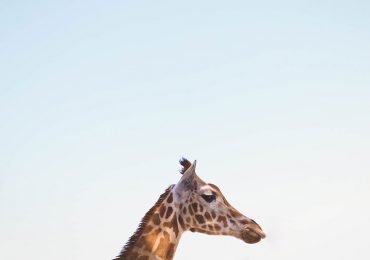 Video: 7 datos sobre las jirafas