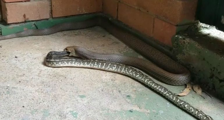 Video: Una serpiente fue captada devorando otra serpiente