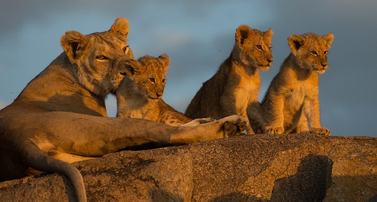 Visita el santuario de leones más grande del mundo