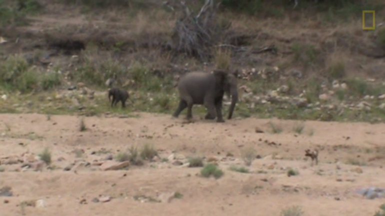 Vídeo: mamá elefanta salva a su bebé de perros salvajes