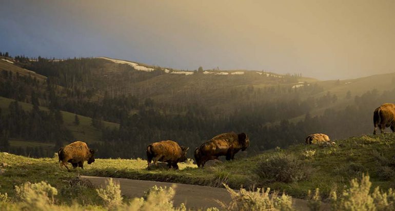 Yellowstone: 100 años de naturaleza al máximo