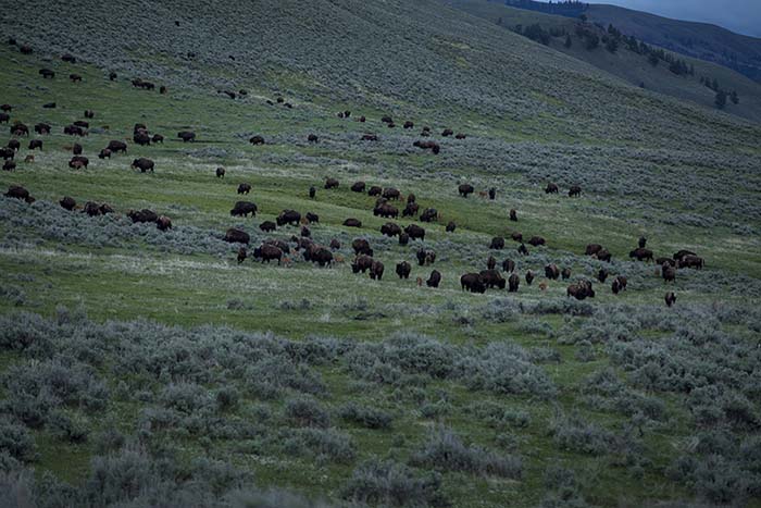 Yellowstone: territorio salvaje