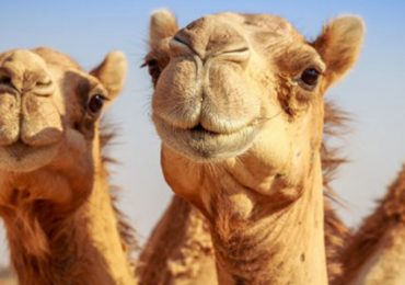 País con más camellos en el mundo