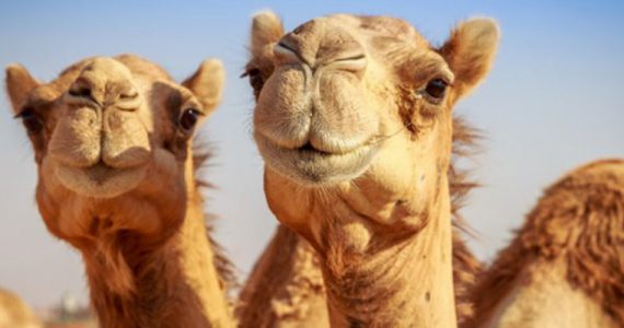 País con más camellos en el mundo