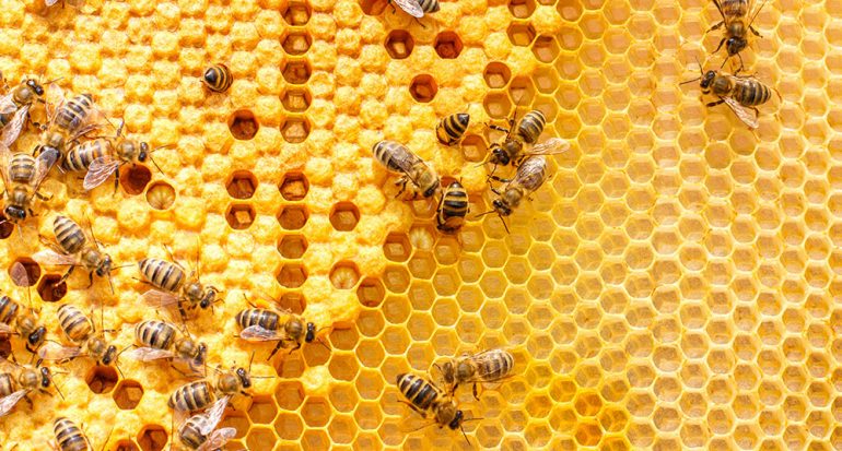 ¿A qué hora vuelven las abejas a su colmena?