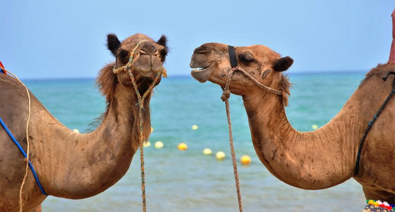 ¿A qué temperatura comienza a sudar un camello?