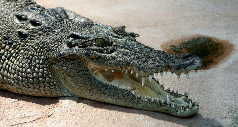 ¿Cuál es el cocodrilo más grande del planeta?