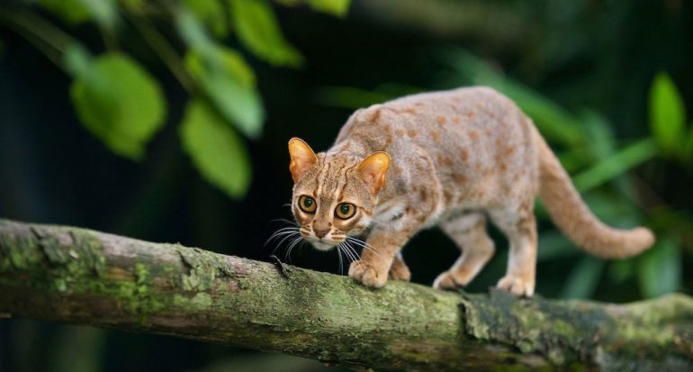 ¿Cuál es el gato salvaje más pequeño del mundo?