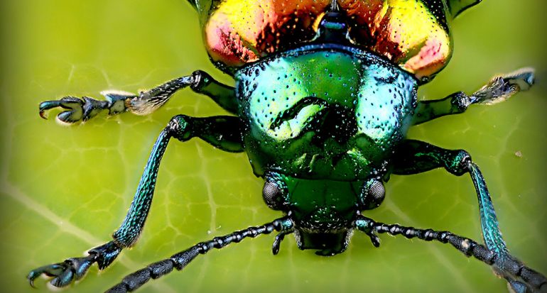 ¿Cuál es el insecto más abundante del planeta?