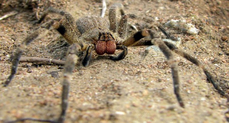 ¿Cuál es la araña más venenosa del mundo?