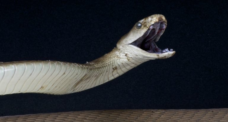 ¿Cuál es la serpiente más rápida del mundo?
