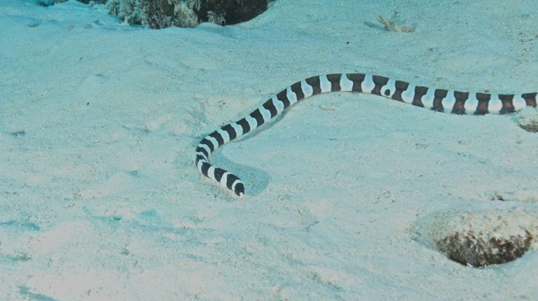 ¿Cuál es la serpiente más venenosa del planeta?