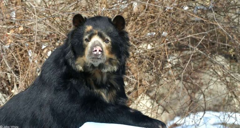 ¿Cuál es la única especie de oso que vive en América del Sur?