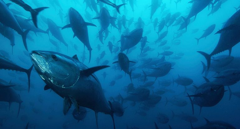 ¿Cuál país del mundo es el mayor productor de atún?
