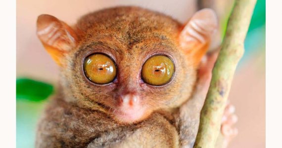 ¿Cuáles animales tienen los ojos más grandes?