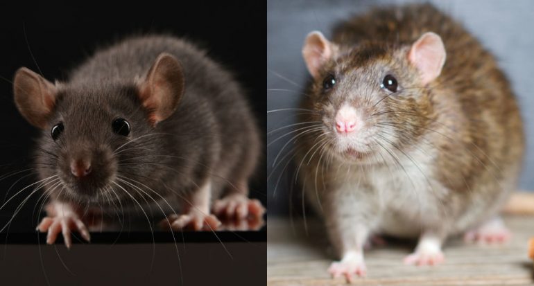 ¿Cuáles especies de rata son las más numerosas?