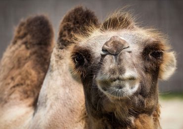 ¿Cuánta agua puede beber un camello?