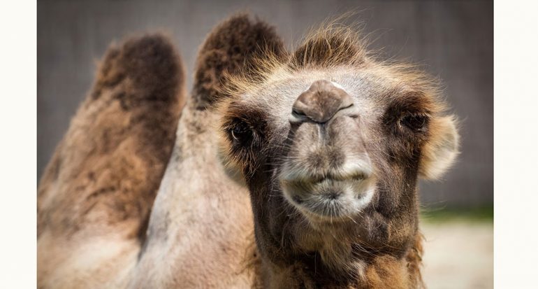 ¿Cuánta agua puede beber un camello?