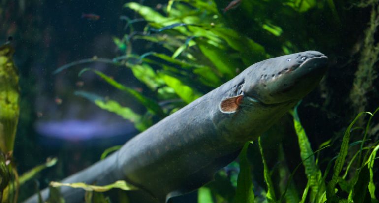 ¿Cuánta electricidad puede producir una anguila eléctrica?