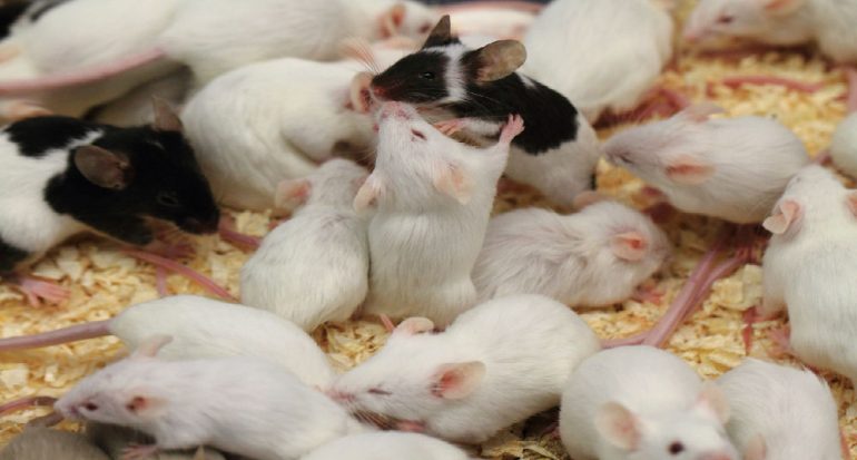 ¿Cuántas crías puede tener un ratón?