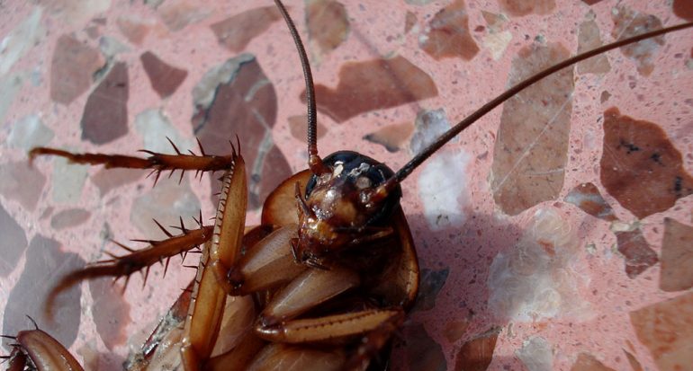¿Cuántas especies de cucarachas existen?