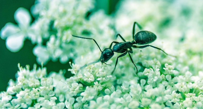 ¿Cuántas especies de hormigas existen?