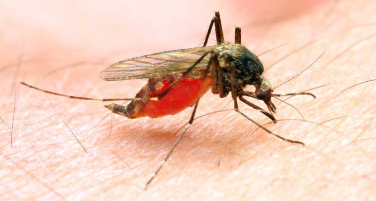 ¿Cuántas especies de mosquito transmiten la malaria?