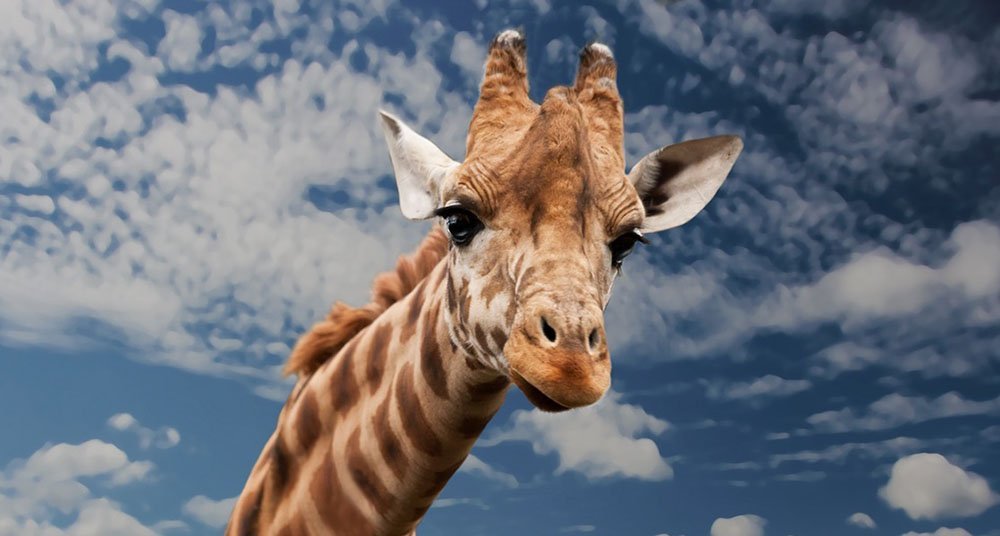 ¿Cuánto mide la lengua de una jirafa?
