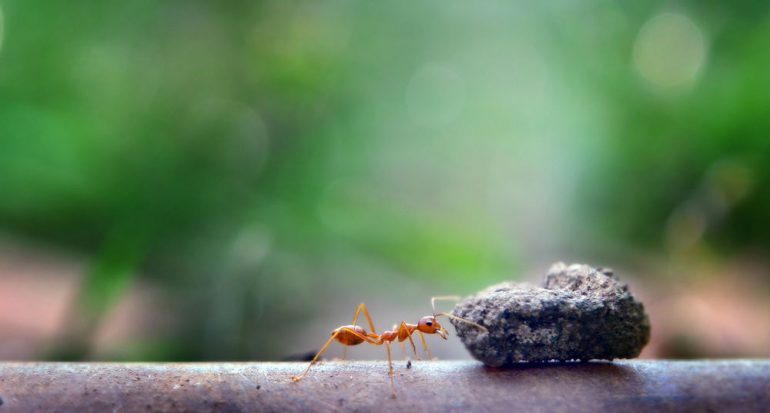 ¿Cuánto peso puede levantar una hormiga?