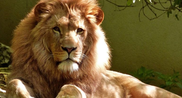 ¿Cuánto puede vivir un león?